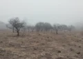 650 hectáreas consumidas por terrible incendio en Volcán