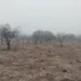 650 hectáreas consumidas por terrible incendio en Volcán