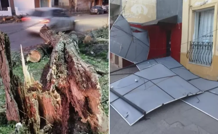 El Viento causó destrozos en San Salvador de Jujuy: caída de árboles y cortes de luz