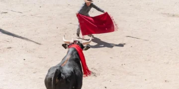 Alta demanda para asistir al tradicional Toreo de la Vincha en Casabindo