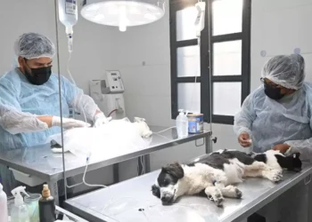 Te contamos donde atiende el Quirófano Externo de Zoonosis