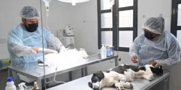 Te contamos donde atiende el Quirófano Externo de Zoonosis