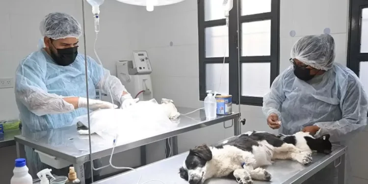 Te contamos donde atiende el Quirófano Externo de Zoonosis