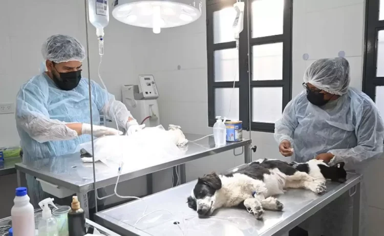 Te contamos donde atiende el Quirófano Externo de Zoonosis