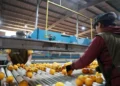 De recorrida: Autoridades provinciales visitaron Citrus del Norte en Pampa Blanca