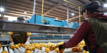 De recorrida: Autoridades provinciales visitaron Citrus del Norte en Pampa Blanca