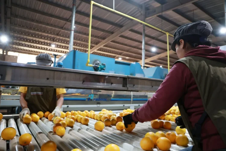 De recorrida: Autoridades provinciales visitaron Citrus del Norte en Pampa Blanca