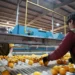 De recorrida: Autoridades provinciales visitaron Citrus del Norte en Pampa Blanca